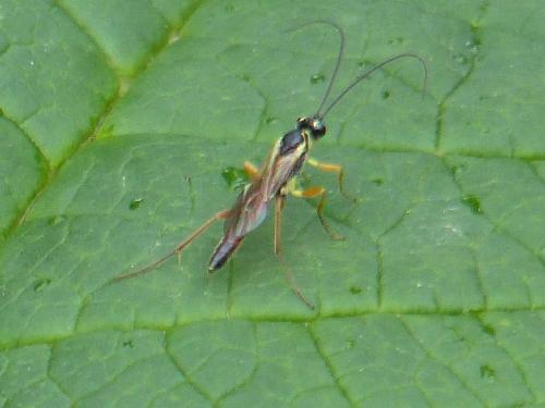 Réf. 240 415 : Lissonota sp.